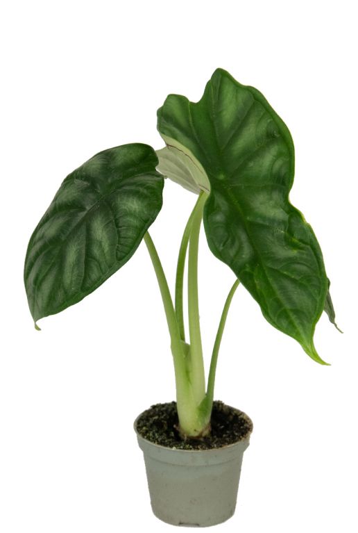 Monstera Siltepecana