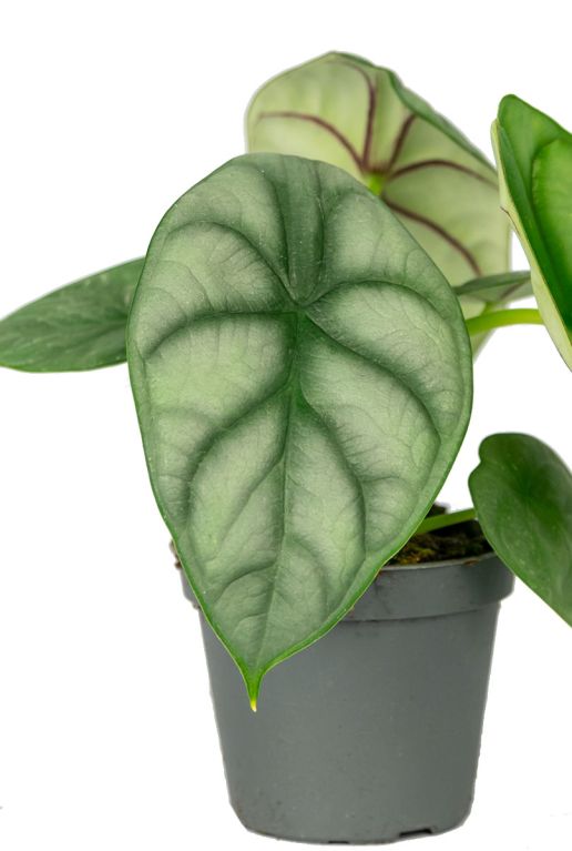 Alocasia plants