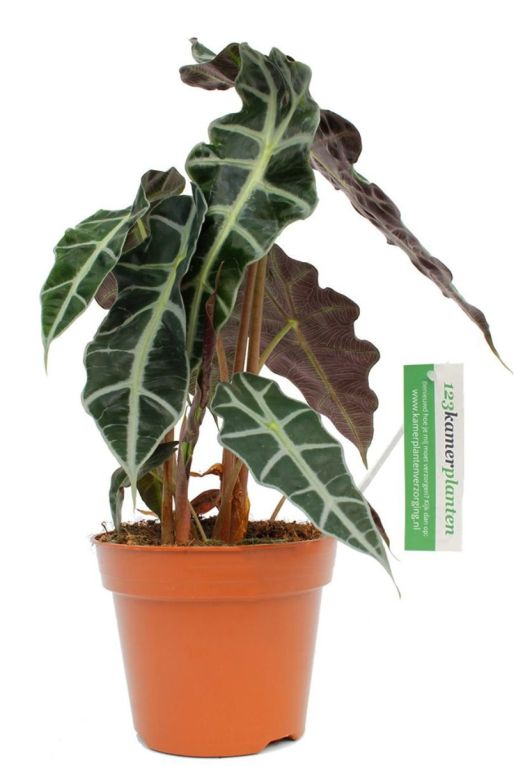 Alocasia polly