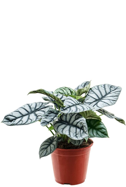 Hoya Krohniana Silver blad