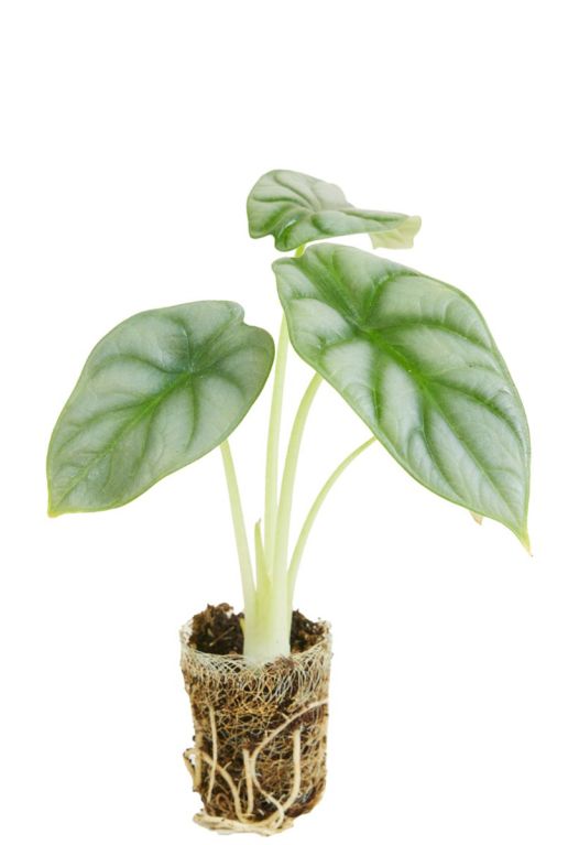 Hoya Krohniana Silver blad
