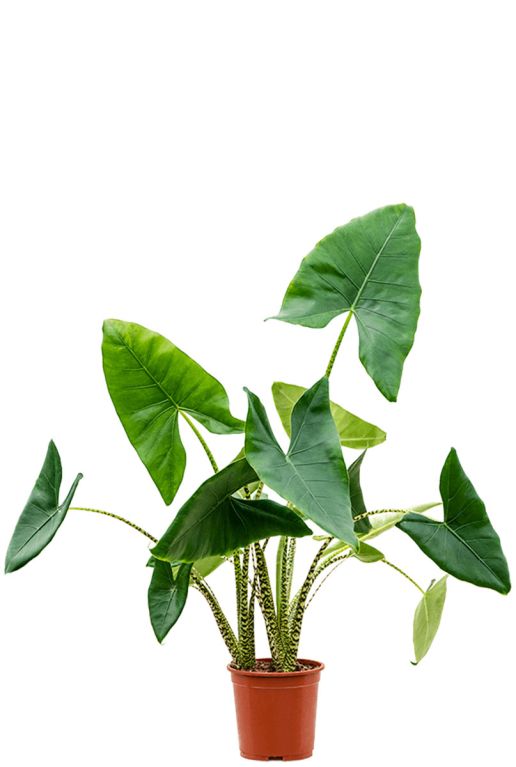 Monstera Siltepecana