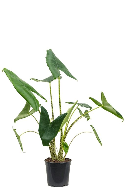 Monstera Siltepecana