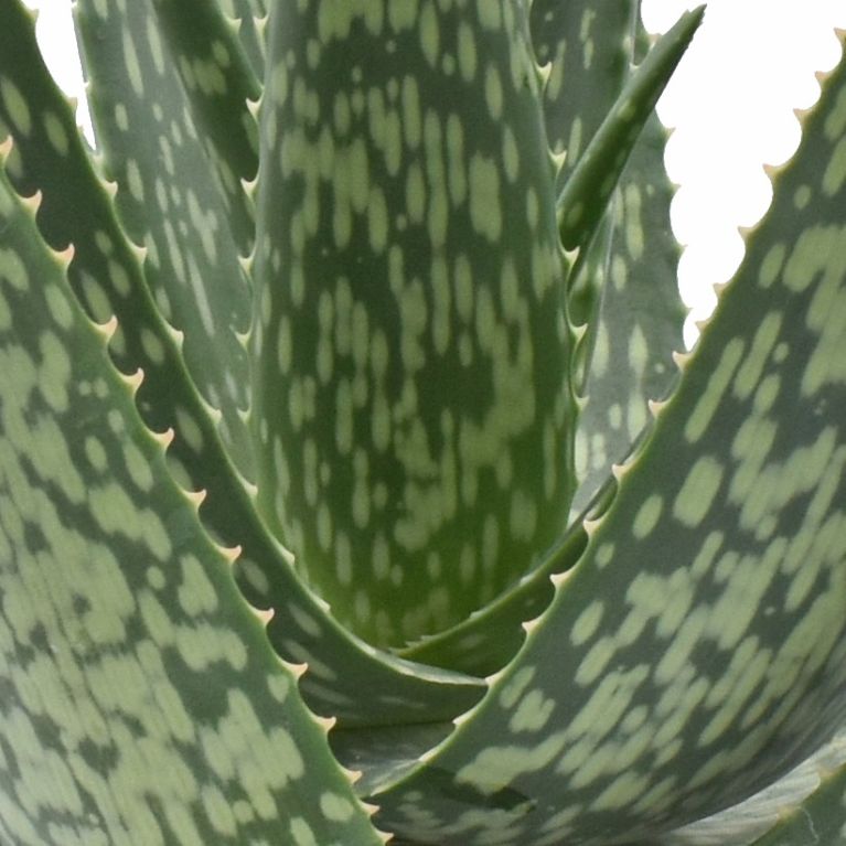 Aloe medivera meridiaan detail