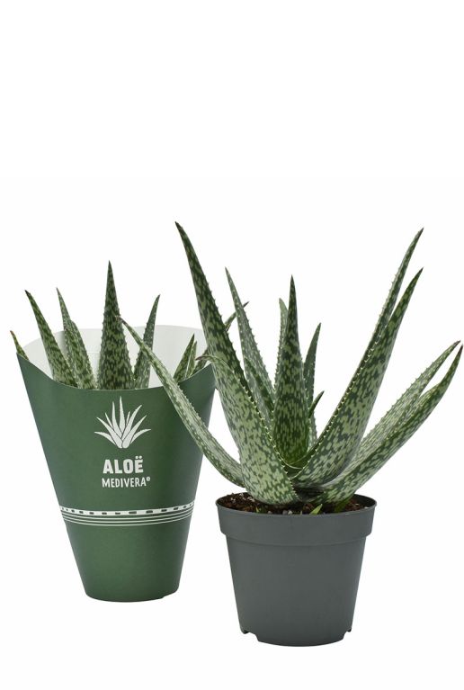 Aloe vera meridiaan