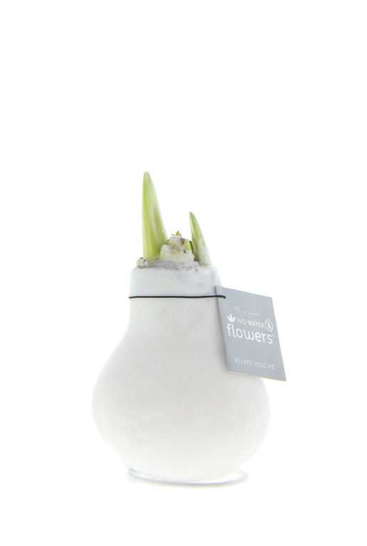 Amaryllis velvet classic wit