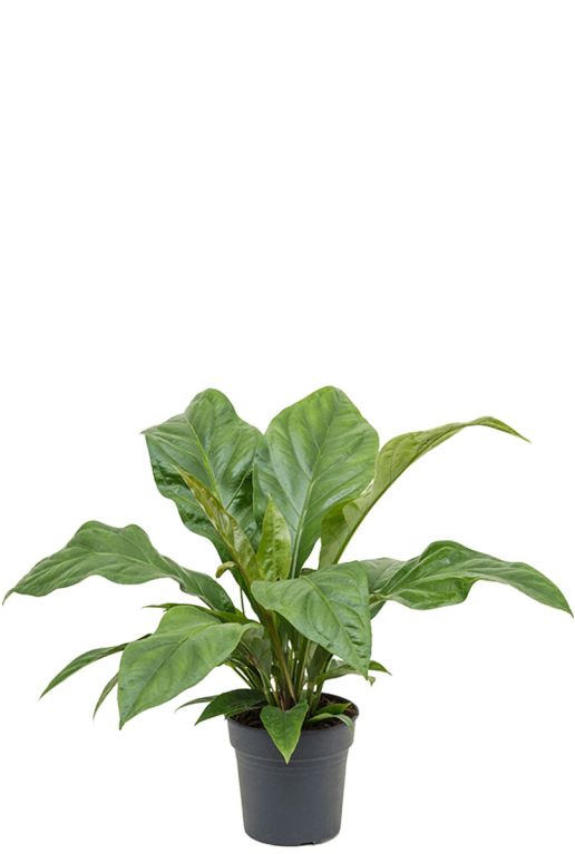 Monstera Siltepecana