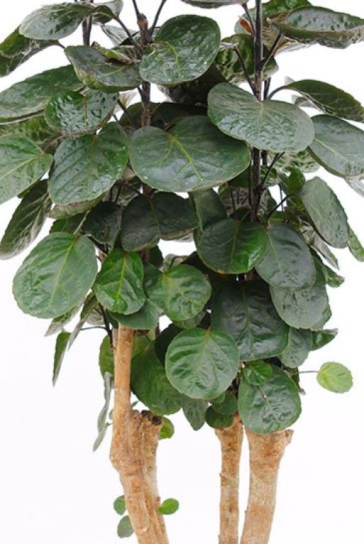 Hoya Krohniana Silver blad