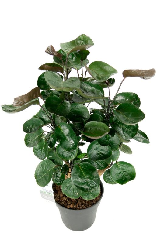 Hoya Krohniana Silver blad