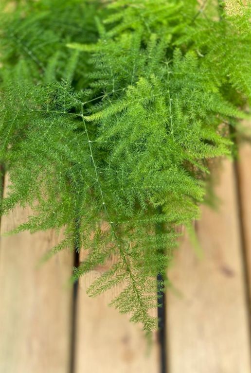 Asparagus plumosus feuille souple