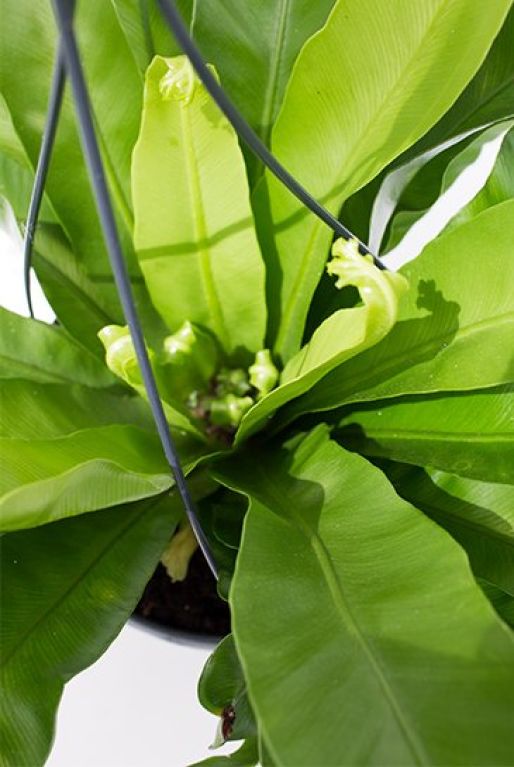 Hoya Krohniana Silver blad