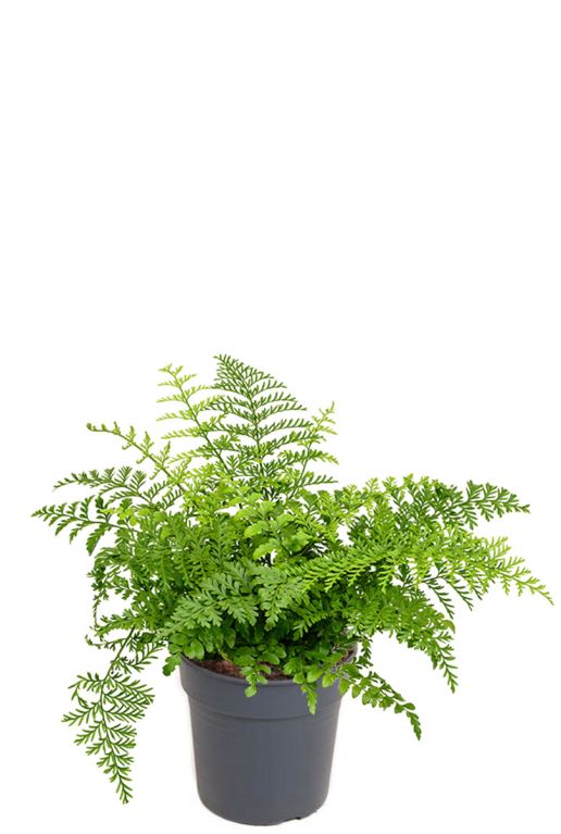 Asplenium parvati