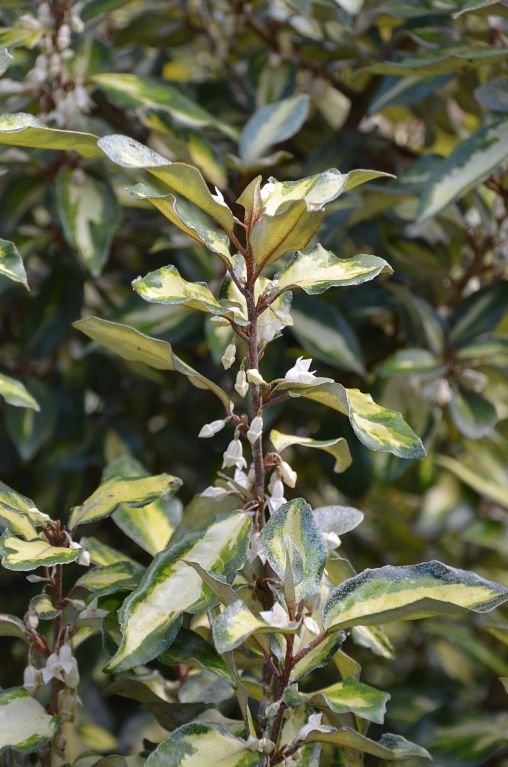 Syngonium Red Spot blad