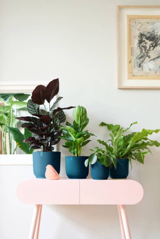 Monstera Siltepecana
