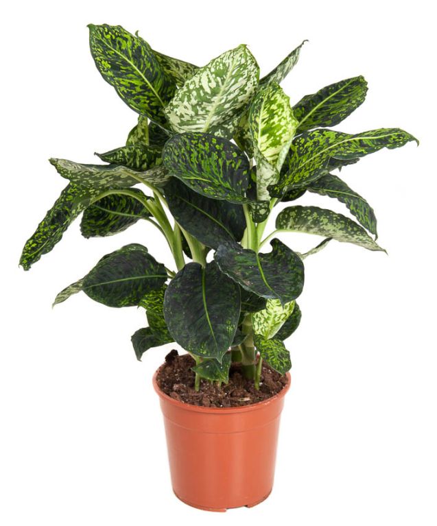 Alocasia Branchifolia Pink Passion blad