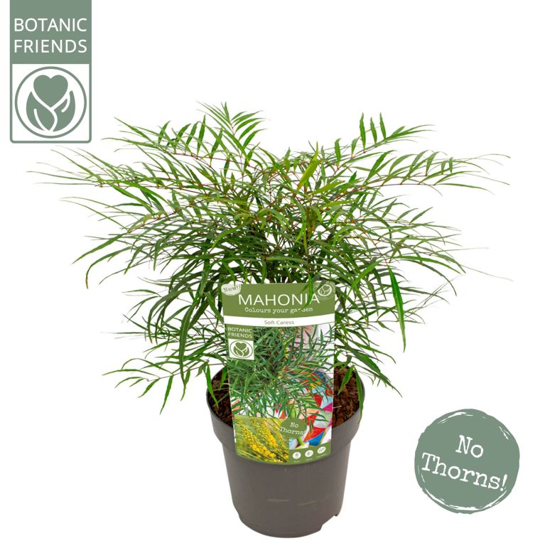 Epipremnum Pinnatum Global Green
