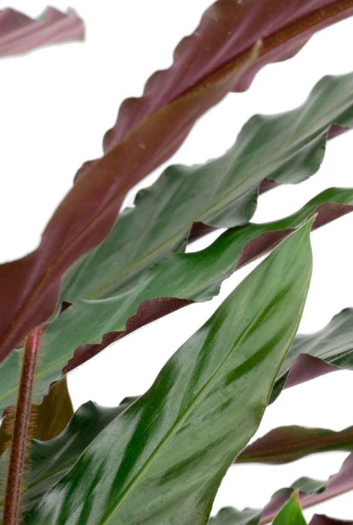 Monstera Siltepecana