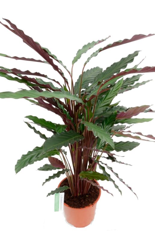 Alocasia Branchifolia Pink Passion blad