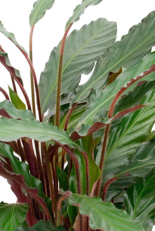 Syngonium Pink Splash