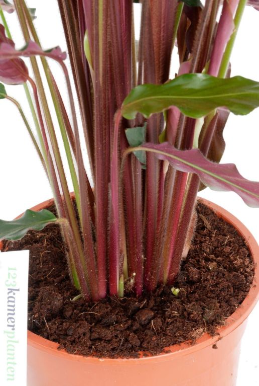 Syngonium Red Spot blad