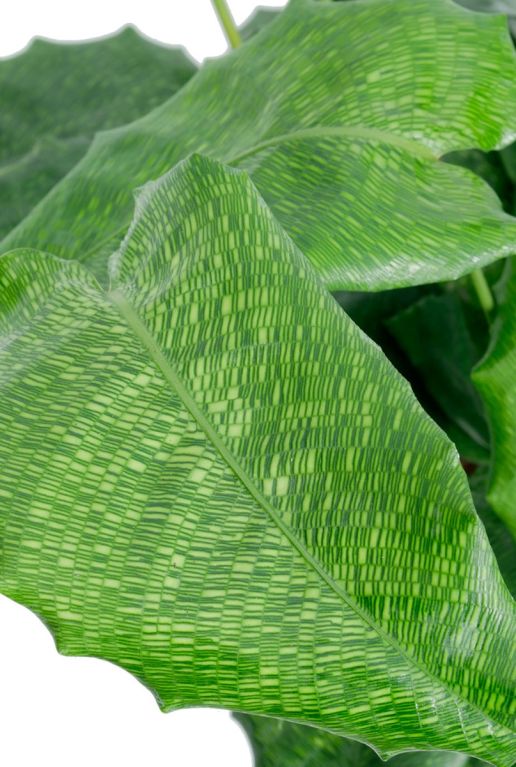 Monstera Siltepecana