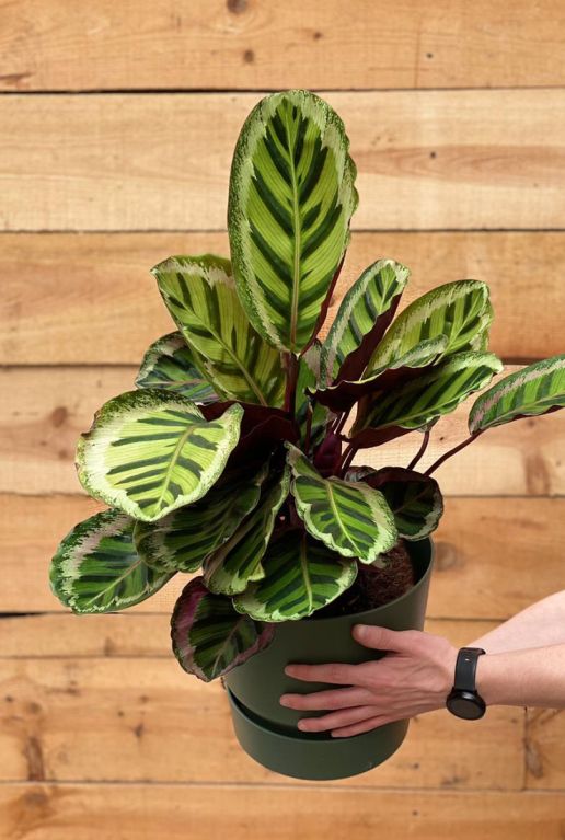 Calathea angela kamerplant