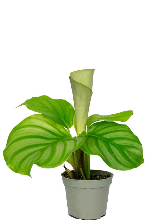 Calathea boutures