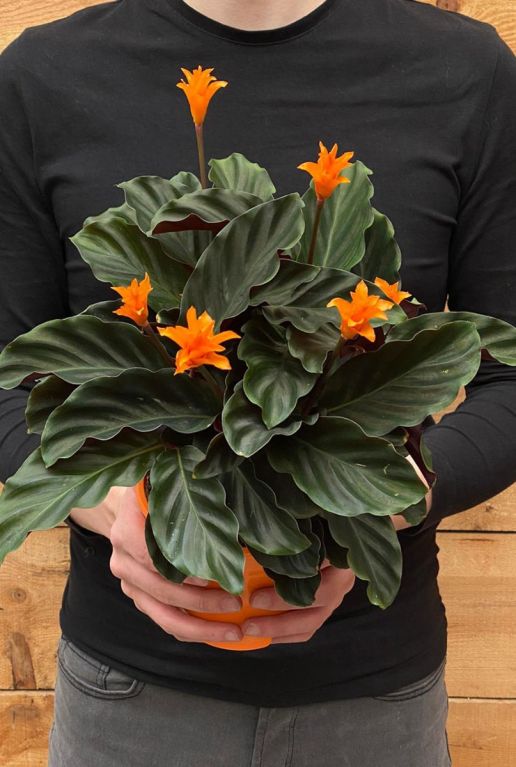 Calathea crocata kamerplant