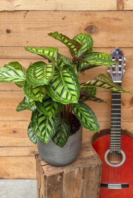 Monstera Siltepecana