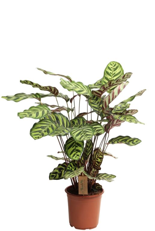 Hoya Krohniana Silver blad