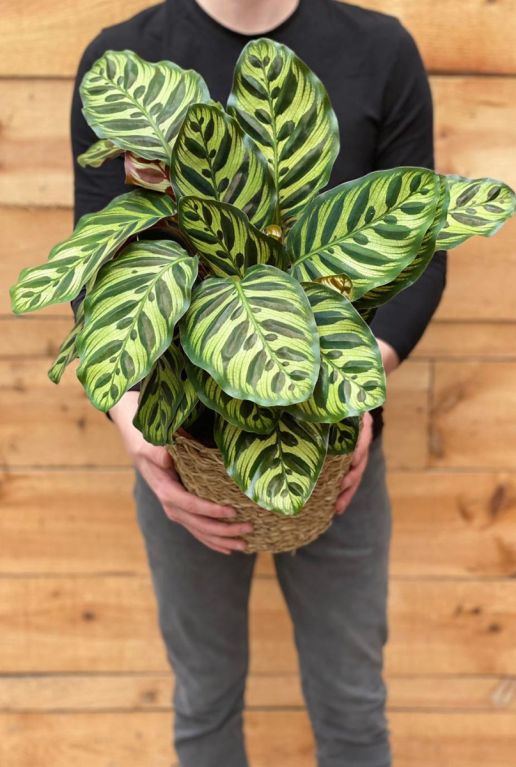 Monstera Siltepecana