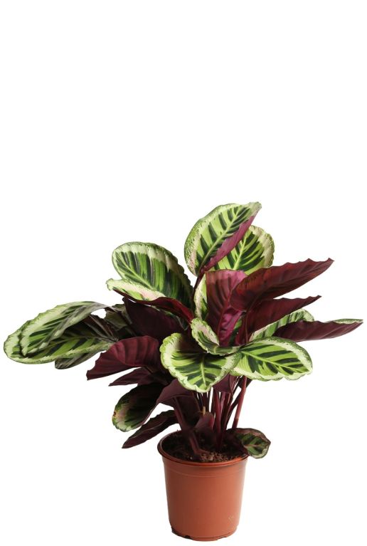 Calathea Angela