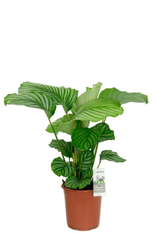 Syngonium Pink Splash