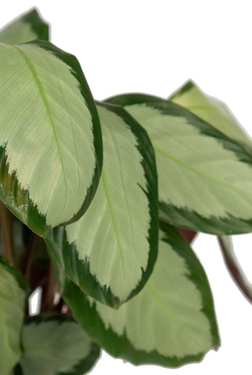 Calathea picturata blad