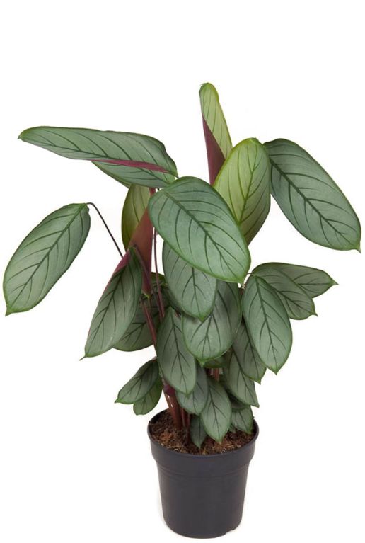 Hoya Krohniana Silver blad
