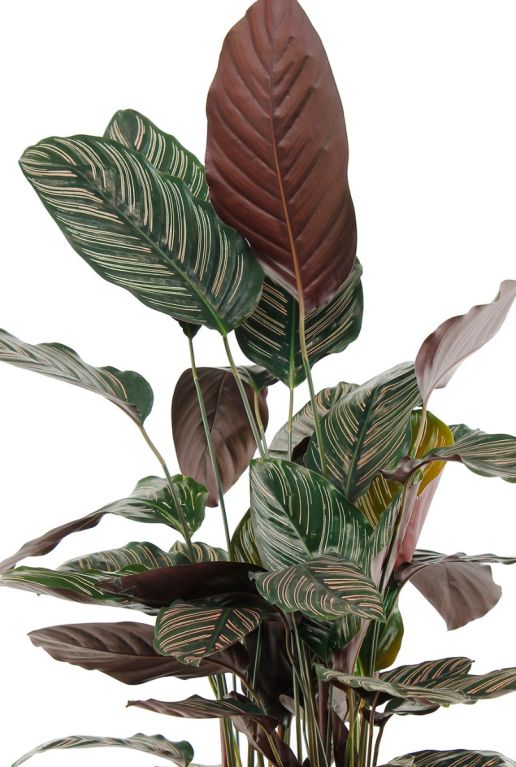 Hoya Krohniana Silver blad