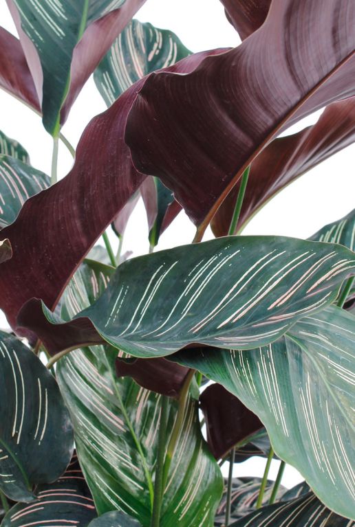 Monstera Siltepecana