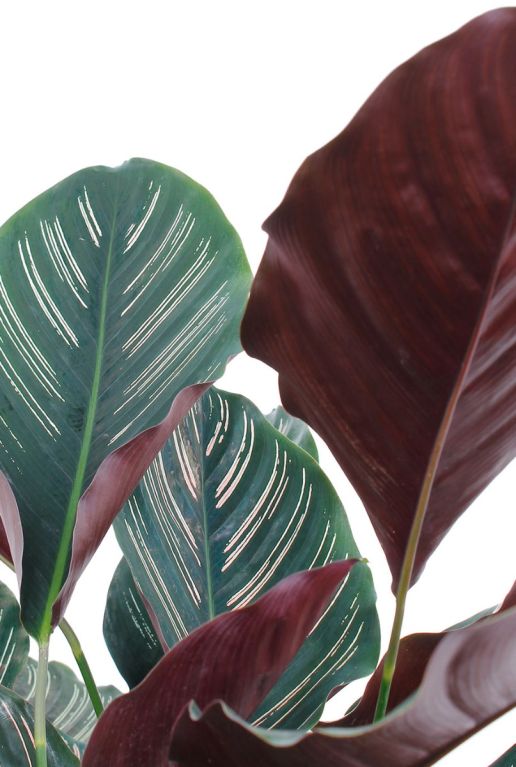 Alocasia Branchifolia Pink Passion blad