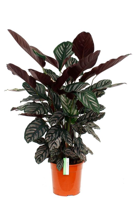 Epipremnum Pinnatum Global Green blad