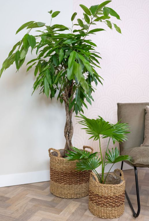 Monstera Siltepecana