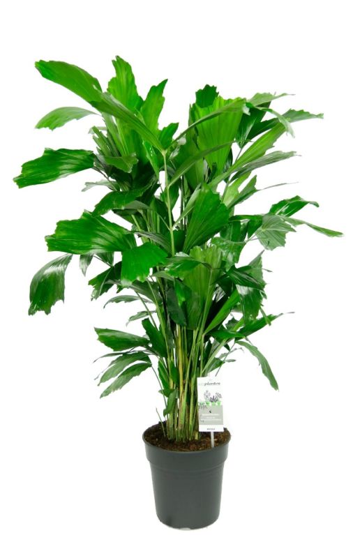 Alocasia Branchifolia Pink Passion blad