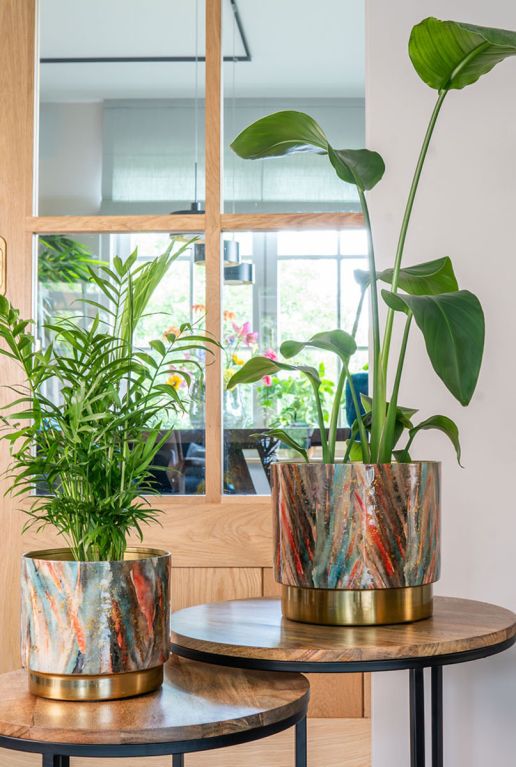 Monstera Siltepecana