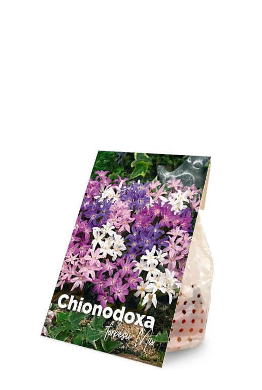 Chionodoxa forbesii bloembollen mix product