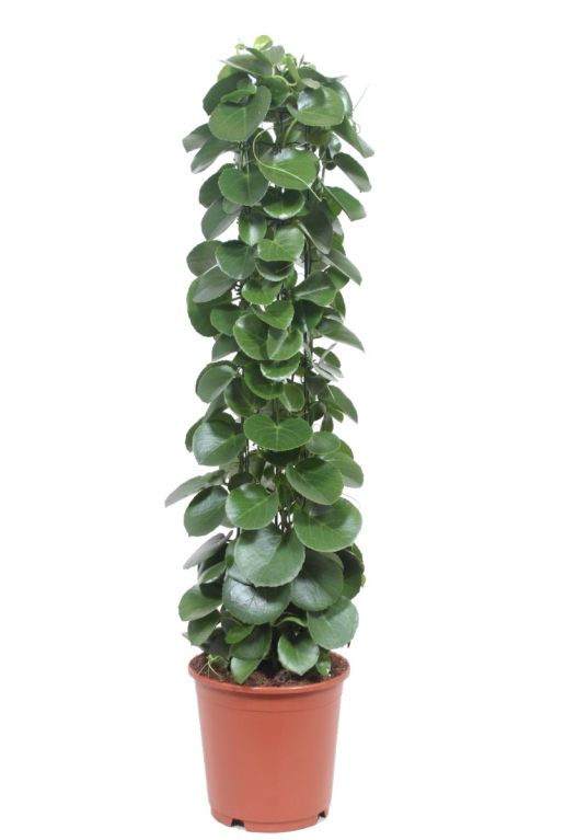 Hoya Krohniana Silver blad