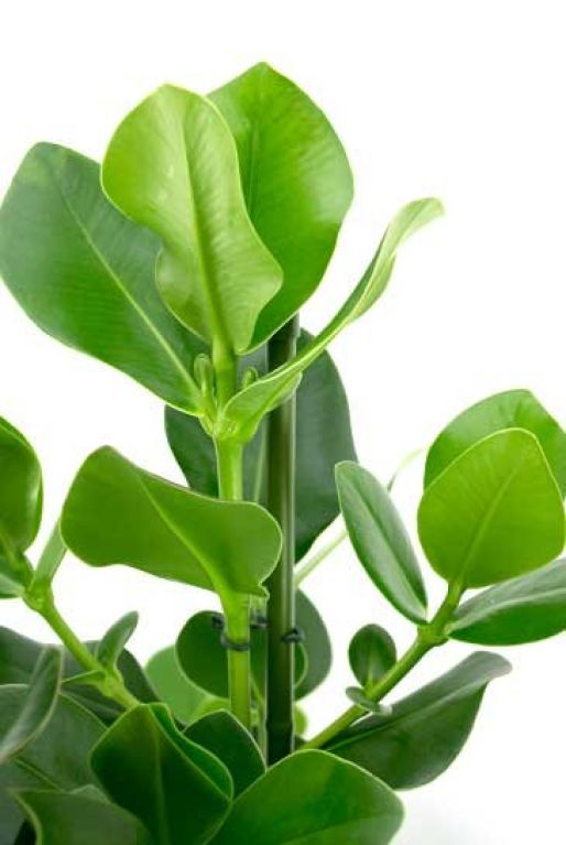 Monstera Siltepecana