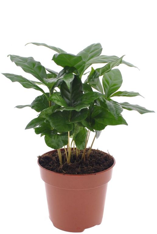 Monstera Siltepecana