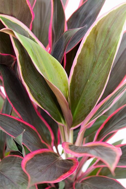Hoya Krohniana Silver blad
