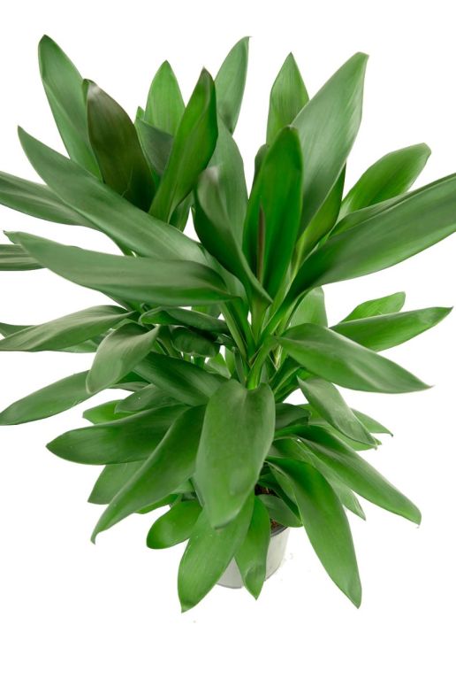 Hoya Krohniana Silver blad