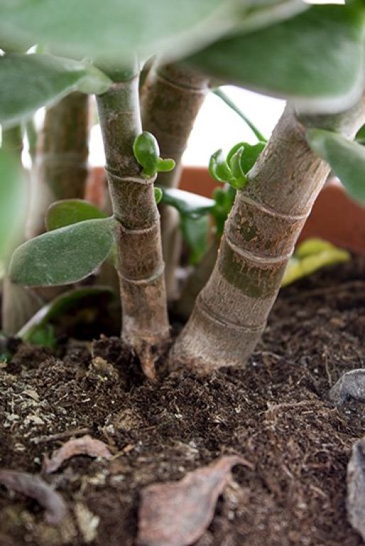 Hoya Krohniana Silver blad