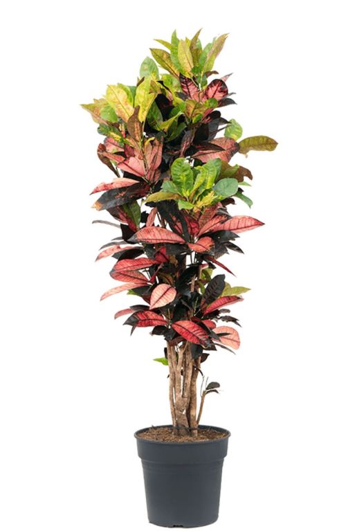 Alocasia Branchifolia Pink Passion blad